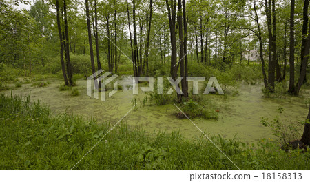 the marshland   18158313
