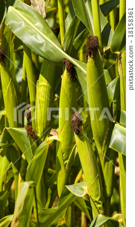 green corn  18158361