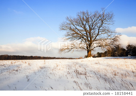 tree in the field   18158441