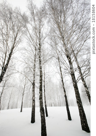 winter forest winter forest 18158604