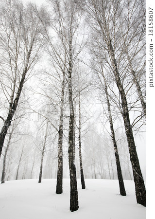 trees in the winter trees in the winter 18158607