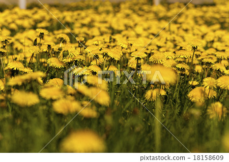 dandelions dandelions 18158609