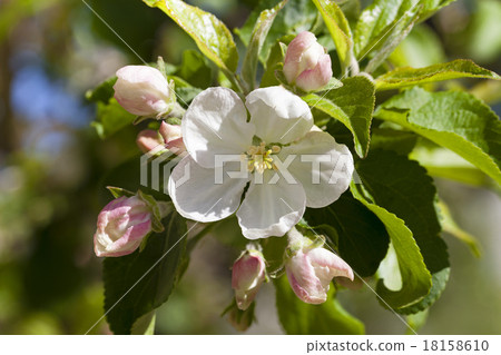 the blossoming tree the blossoming tree 18158610