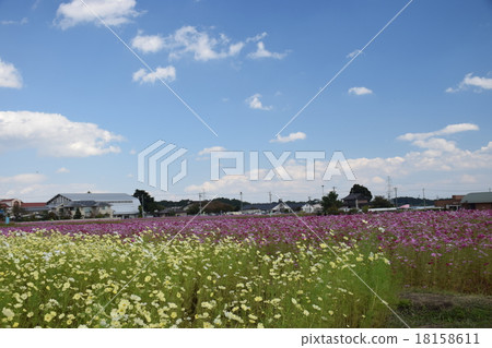 國家粉紅色和黃色波斯菊場(日本原始景觀) 國家粉紅色和黃色波斯菊場(日本原始景觀) 18158611