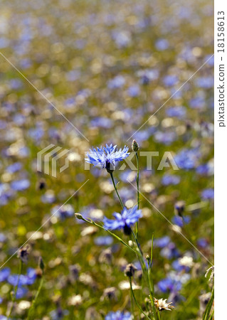 cornflowers cornflowers 18158613