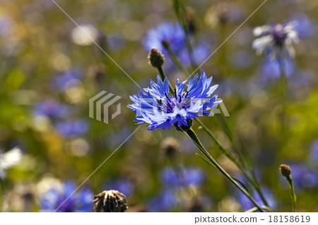 cornflowers cornflowers 18158619