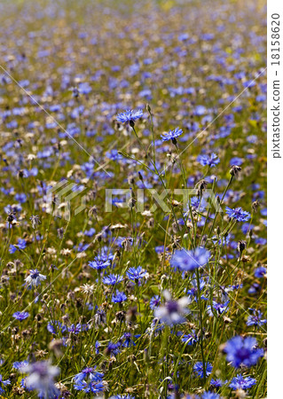 cornflowers cornflowers 18158620