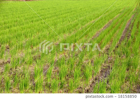 稻田風景 18158850