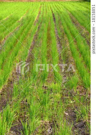 稻田風景 18158851