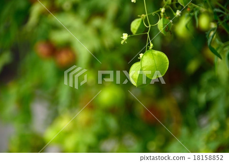 氣球藤特寫鏡頭 18158852