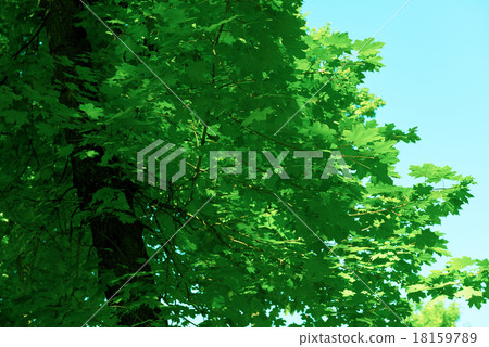 green tree brances 18159789