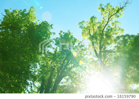 green tree brances 18159790