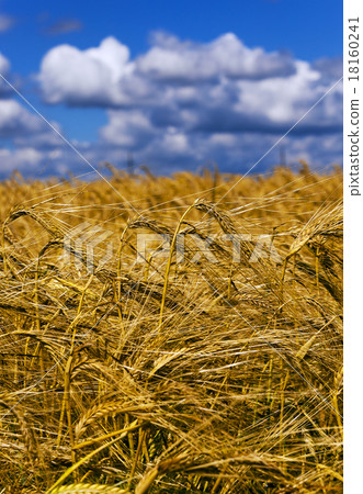 wheat field wheat field 18160241