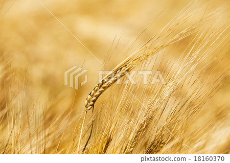 the ripened cereals  18160370