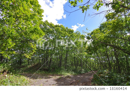 Forest road 18160414