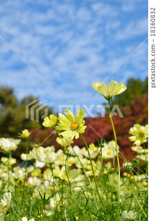 Yellow cosmos Yellow cosmos 18160832