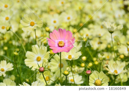 One-wheel cosmos blooming in a yellow cosmos field 18160849
