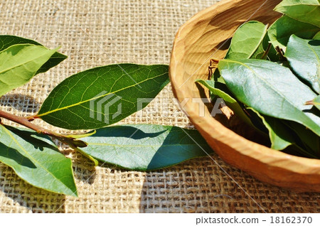 Laurel Laurel 18162370