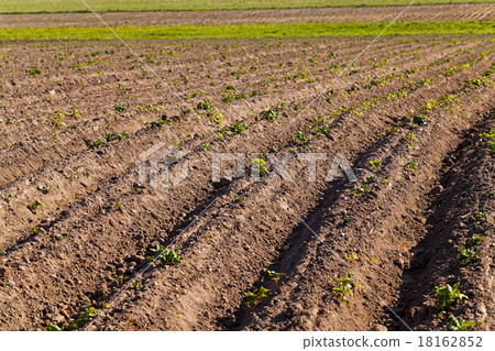 potato field potato field 18162852