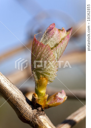 grapes sprout  18162855