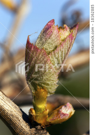 grapes sprout   grapes sprout   18162885