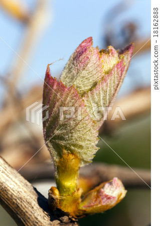 grapes sprout 18162888