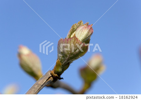 grapes sprout   18162924