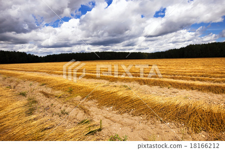 flax harvest flax harvest 18166212