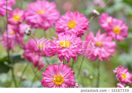 Shuigi Kiku，Kibune chrysanthemum（Kibuneki） 18167339