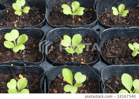 Sowing seedling raising seedlings Poly pot sprout Chinese cabbage 18167340
