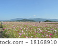 Yamato Miyama Kikuchi Mountain and Cosmos Field 18168910