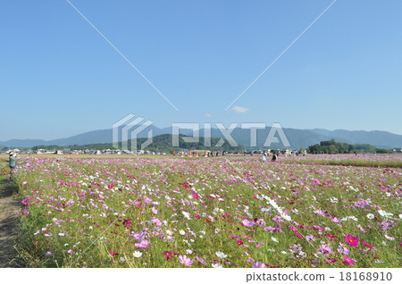 Yamato Miyama Kikuchi Mountain and Cosmos Field 18168910
