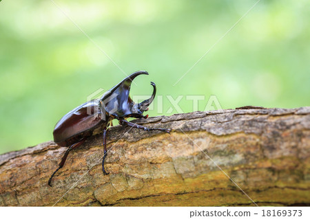Male fighting beetle (rhinoceros beetle) on tree Male fighting beetle (rhinoceros beetle) on tree 18169373