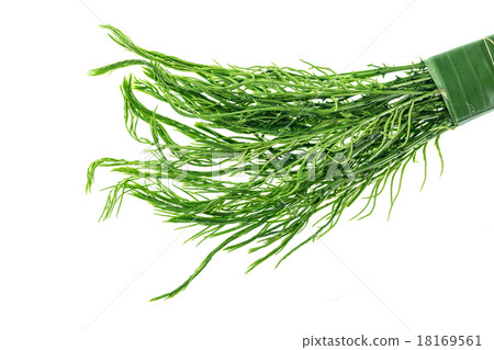Green Thai Senegalia pennata isolated on white background Green Thai Senegalia pennata isolated on white background 18169561