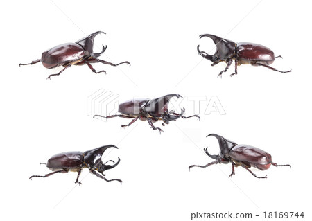 Close up male fighting beetle (rhinoceros beetle) isolated on wh 18169744