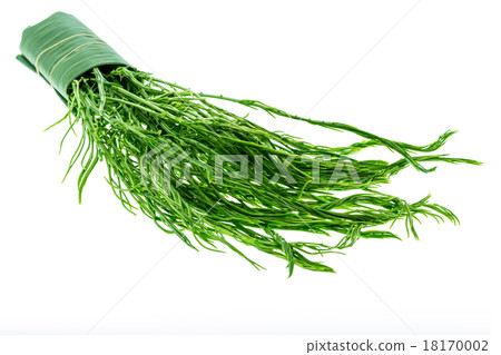 Green Thai Senegalia pennata isolated on white background 18170002