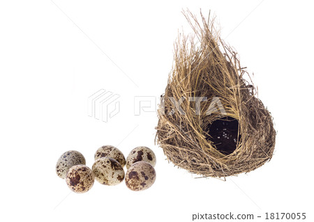Quail eggs and nest isolated on white background Quail eggs and nest isolated on white background 18170055