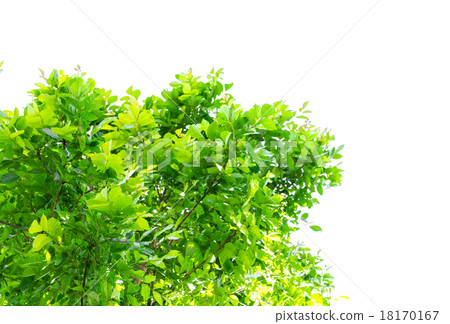 Fresh green leaves 18170167