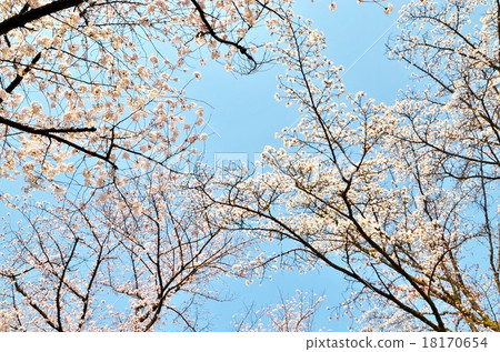 Sakura at Nijo Castle Sakura at Nijo Castle 18170654