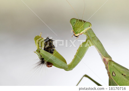 螳螂吃的食物 螳螂吃的食物 18170716