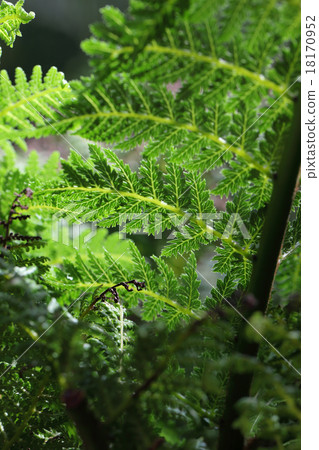 Dixonia離開 18170952