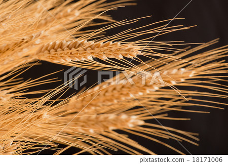 barley 18171006