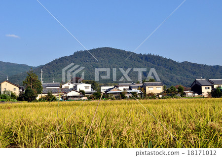 Miwa mountain and ear rice 18171012