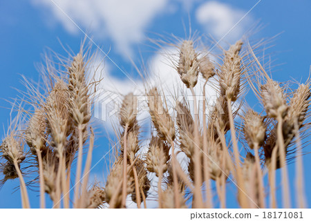 detail of wheat field 18171081