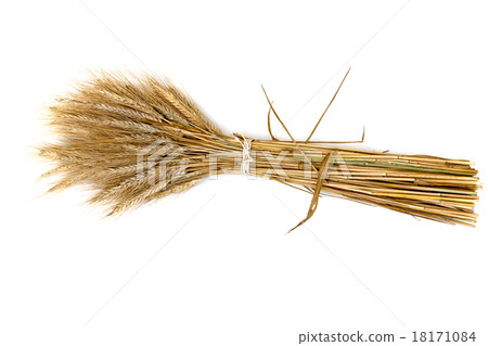 barley 18171084