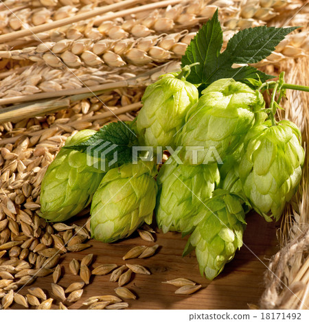 hop cones and barley 18171492