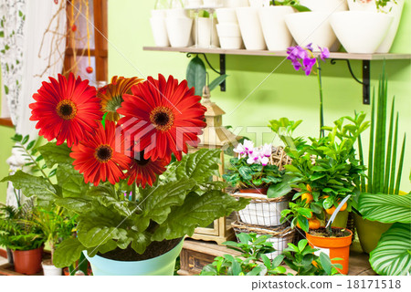gerbera gerbera 18171518