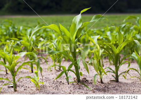corn field corn field 18172142