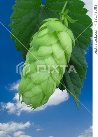 hop cones 18172392