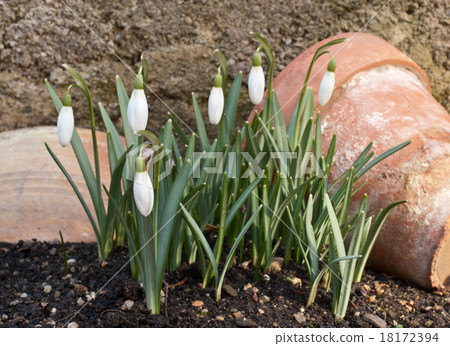 snowdrop snowdrop 18172394